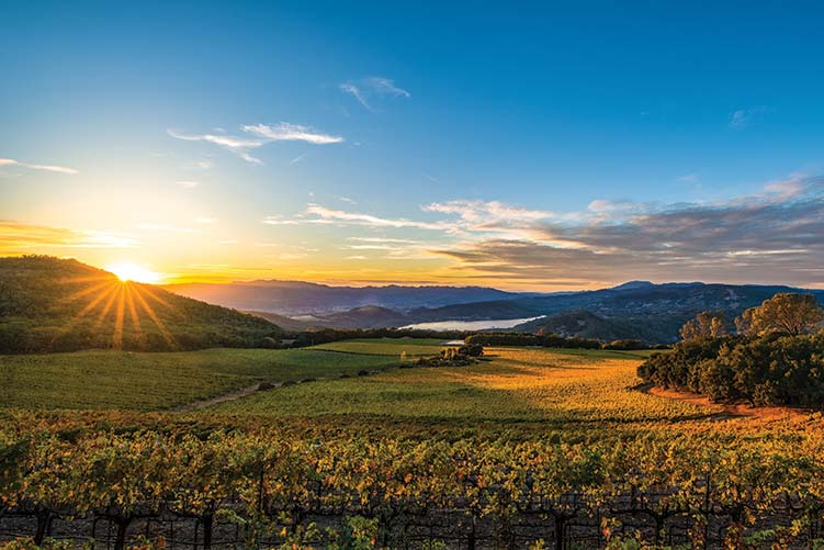 Sunset over rolling hills and a vineyard, with warm golden light casting long shadows across the rows of grapevines.