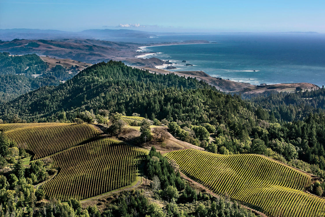 Terraced vineyards on rolling hills with a forest and blue ocean in the distance.